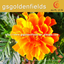 100% pura natureza selvagem tagetes erecta ou calêndula